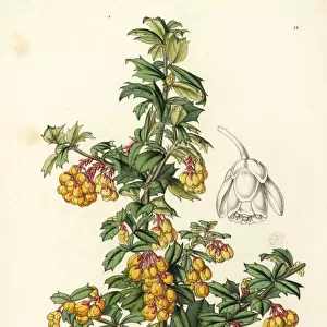 Darwins barberry, Berberis darwinii