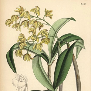 Dendrobium gracilicaule, pale yellow orchid