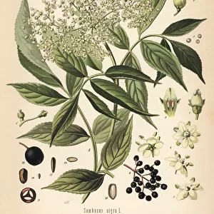 Elderberry, Sambucus nigra