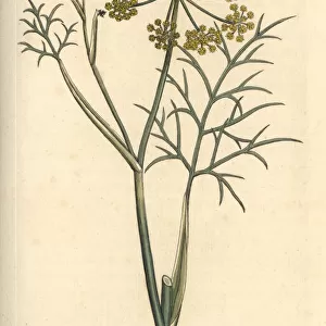 Fennel from Sowerbys English Botany, London