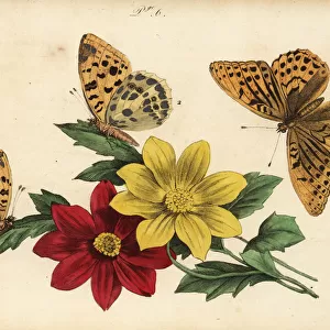 Fritillary butterflies