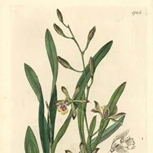 Graceful epidendrum orchid, Encyclia gracilis