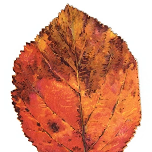 Greetings card in the shape of an autumn leaf