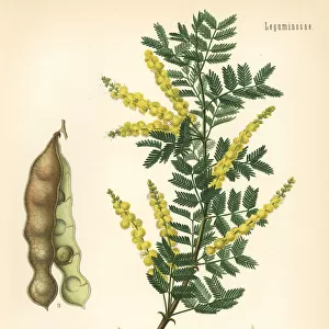 Gum acacia or gum arabic tree, Acacia senegal