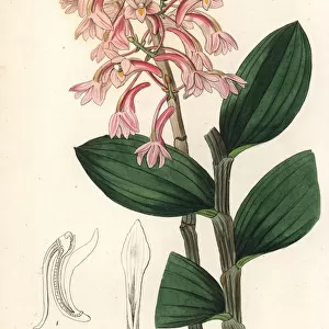 Hasselts dendrobium orchid, Dendrobium hasseltii