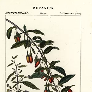 Himalayan goji berry, Lycium barbarum