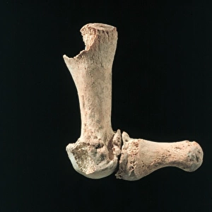 Human bones found at Abu Hureyra