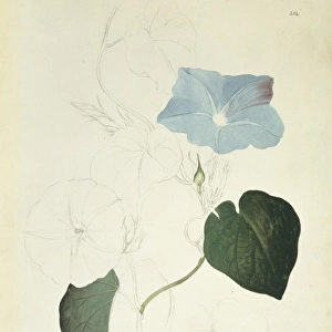 Ipomea indica, blue morning glory