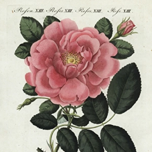 Large flowered damask rose, Rosa damascena grandiflora