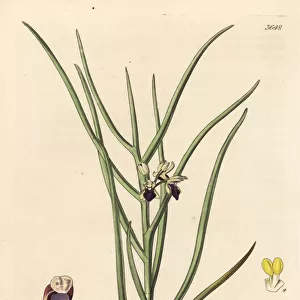 Luisia tristis orchid
