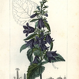 Nettle-leaved bellflower, Campanula trachelium