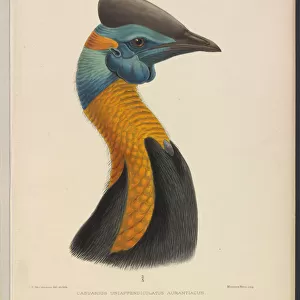 Northern cassowary by JG Keulemans