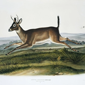 Odocoileus virginianus leucurus, Columbian white-tailed deer