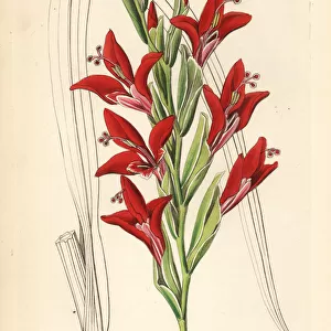 Painted lady gladiolus, Gladiolus splendens