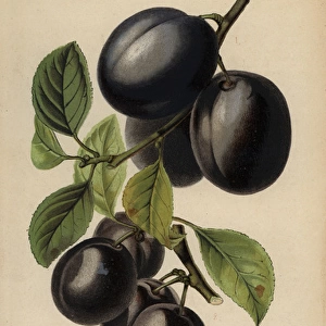 Plum cultivars: Diamond and Belgian Purple
