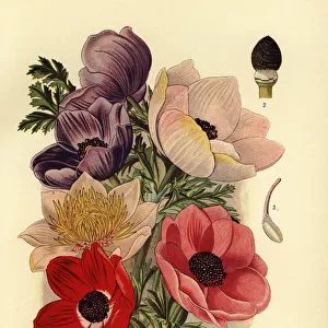 Poppy anemones, Anemone coronaria