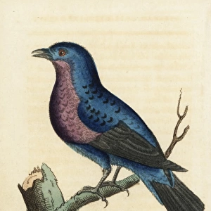Purple-breasted continga, Cotinga cotinga