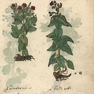 Red loosestrife, Lysimachium rubeum, and figwort