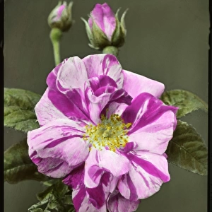 Rosa gallica Versicolor (Rosa Mundi)