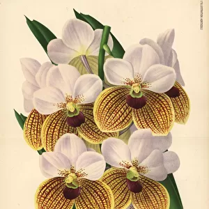 Sanders vanda orchid, Euanthe sanderiana