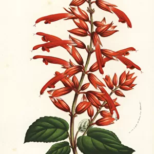 Scarlet sage cultivar, Salvia splendens