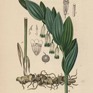 Scented Solomons seal, Polygonatum odoratum