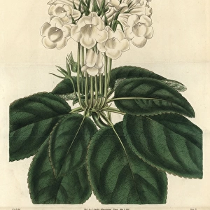 Showy gloxinia, Gloxinia speciosa var albiflora