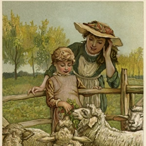 Social / Feeding Sheep 19C
