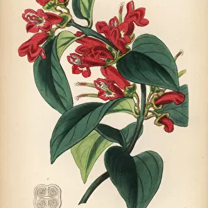 Vermilion aeschynanthus, Aeschynanthus miniatus