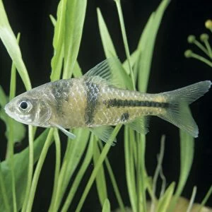 Aquarium Fish - Spanner Barb