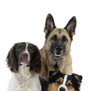 English Springer Spaniel Dog / German Shepherd Dog / Australian Shepherd Dog