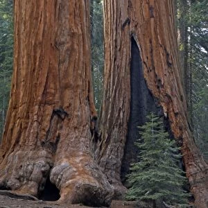 Giant Sequoia Sequoia NP, California, USA LA000622