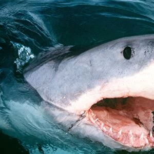 Great White / White / White Pointer SHARK - with open mouth