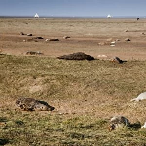 Grey Seals - adults with pups - Donna nook - Lincolnshire - UK