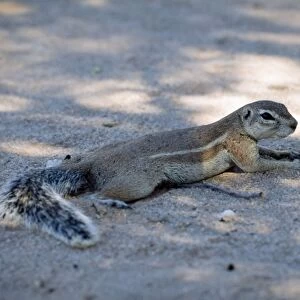 Ground squirrrel offloading body heat through belly by lying on cool sand in shade. Kgalagadi Transfrontier Park, Northern Cape, South Africa