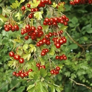 Hawthorn - heavily covered with Haws, Dorset, UK