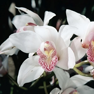 Orchid - Monterey Hills