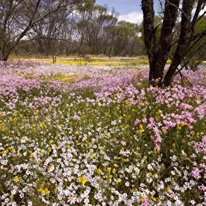 Pink Everlasting, Schoenia cassiniana = Helichrysum and Pink Velleia, Velleia rosea, in dying Acacia woodland at Camel Soak, near Perenjori, Western Australia