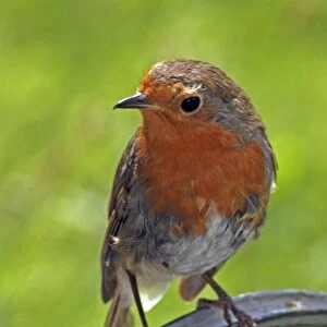 Robin- moulting