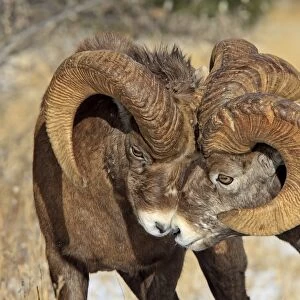 Rocky Mountain Bighorn Sheep - two head to head. Jasper National Park - Rocky Mountains - Alberta - Canada