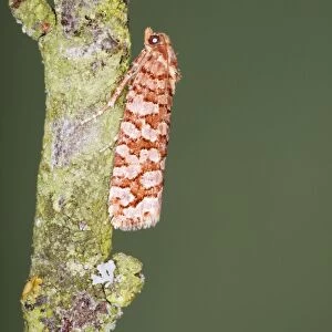 Tortrid Moth - Family Tortricidae (No common name) - Essex - UK IN000959