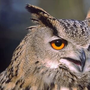 Turkmanian Eagle owl