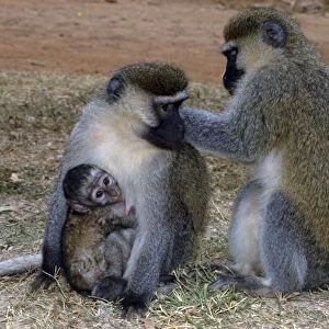 Vervet monkey - Pair with young, Africa