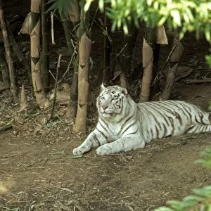 White Bengal Tiger KF 11428 Leo t. tigris © Kenneth W. Fink / ardea. com
