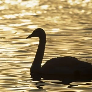 Whooper Swan - Silhouette. Welney, Norfolk, UK BI006862
