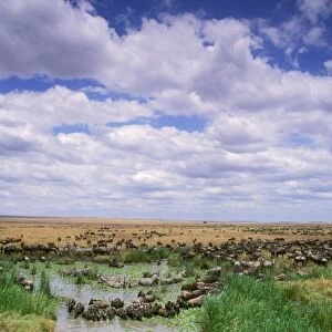Wildebeest - migration - Maasai Mara National Reserve - Kenya JFL01718
