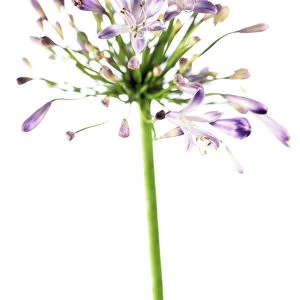 African blue lily (Agapanthus sp. )