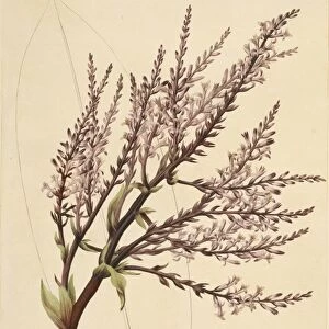 Cordyline fruticosa, 1769 C016 / 5133