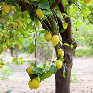 Lemon tree (Citrus limon)