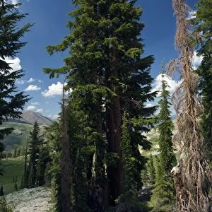 Red fir (Abies magnifica) trees